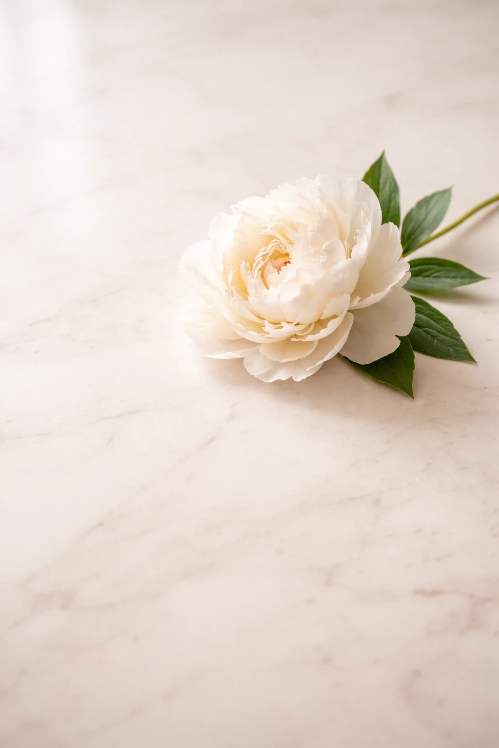 Ivory Minimalist