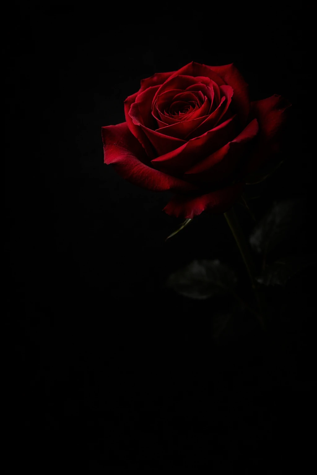 Obsidian Rose